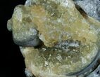 Partial Fossil Whelk With Golden Calcite Crystals #6051-1